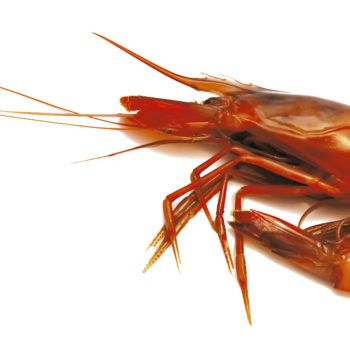 Aristeus Antennatus - Nota de tast