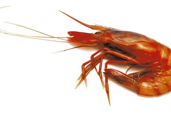 Aristeus Antennatus - Nota de tast