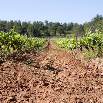 Descoberts els primers vincles entre mineralitat i terroir