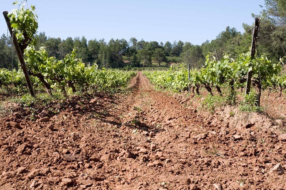 Descoberts els primers vincles entre mineralitat i terroir